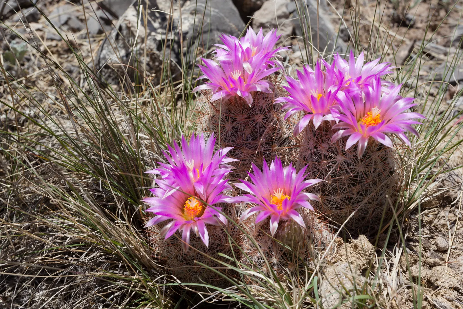 Spinystar, Beehive Cactus (Escobaria Vivipara) — No significant pests or diseases affect this species; pink flowers in the garden