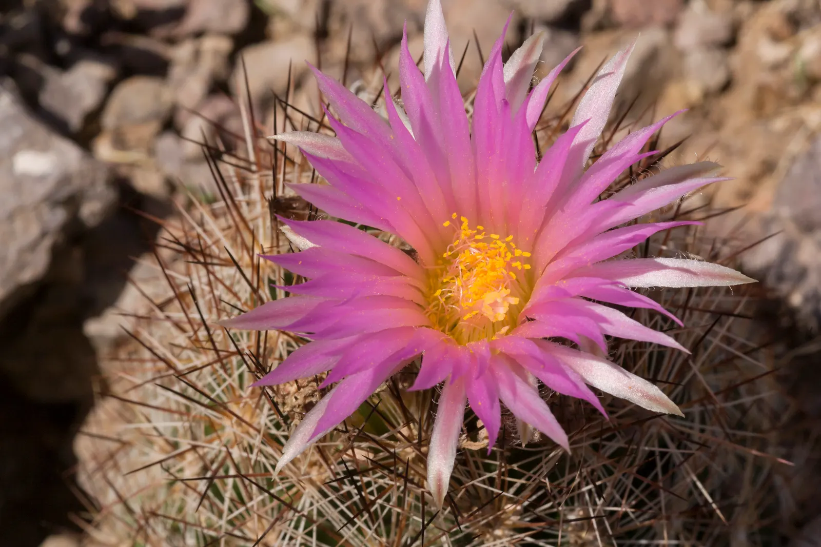 Spinystar, Beehive Cactus (Escobaria Vivipara) — adding a unique texture and year-round interest; this perennial thrives in USDA zones 4-9, image 67