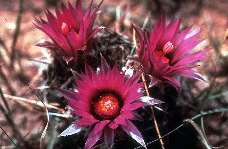 Spinystar, Beehive Cactus (Escobaria Vivipara) — ensure the specimen receives full sun to part shade; the Spinystar or Beehive Cactus (Escobaria vivipara) is a