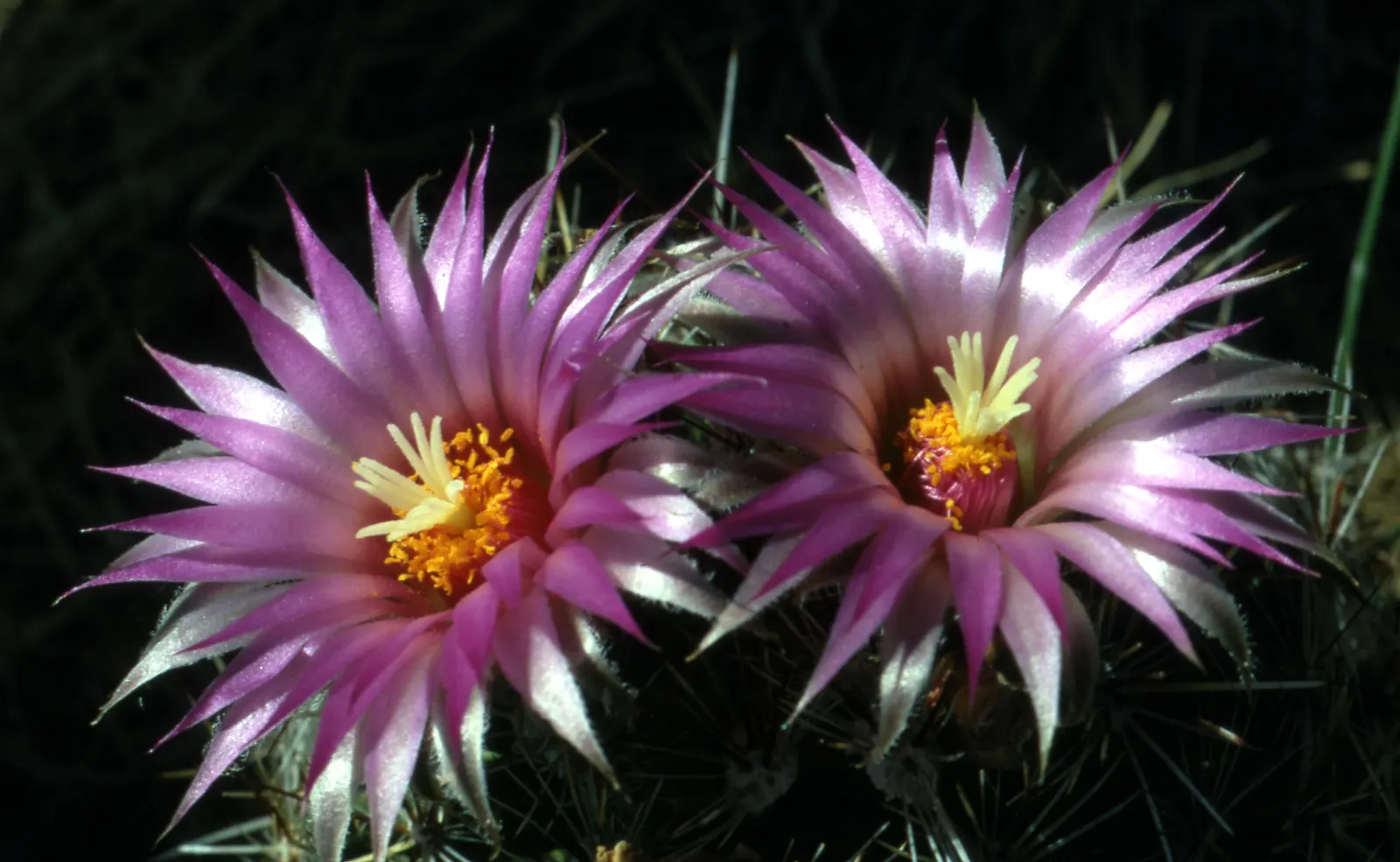 Spinystar, Beehive Cactus (Escobaria Vivipara) — consider well-draining soil a necessity; as this aids in maintaining its compact form and encourages blooming