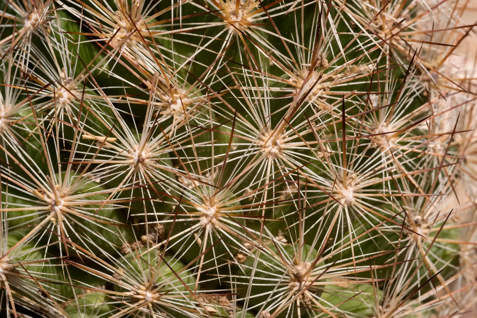 Spinystar, Beehive Cactus (Escobaria Vivipara) — The Spinystar or Beehive Cactus; perennial cactus typically reaches a height of 2 to 6 inches with, image 64