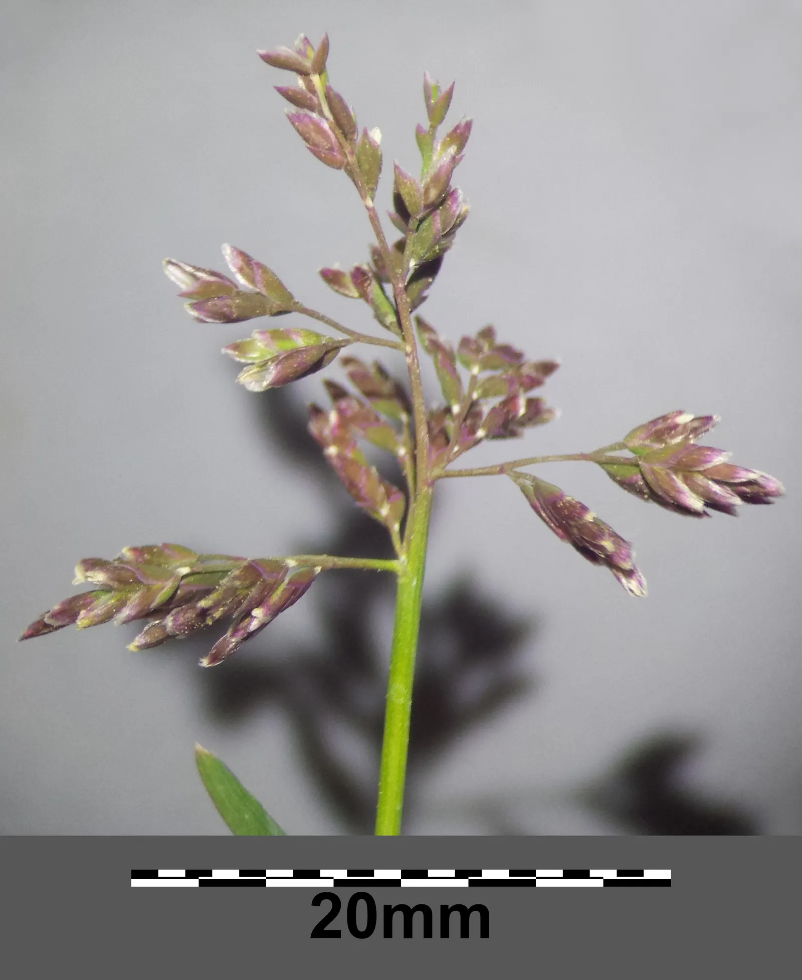 Bluegrass (Poa Annua) — This grass is also known for its shallow root system; requires regular mowing to maintain a neat appearance in lawns and, image 86