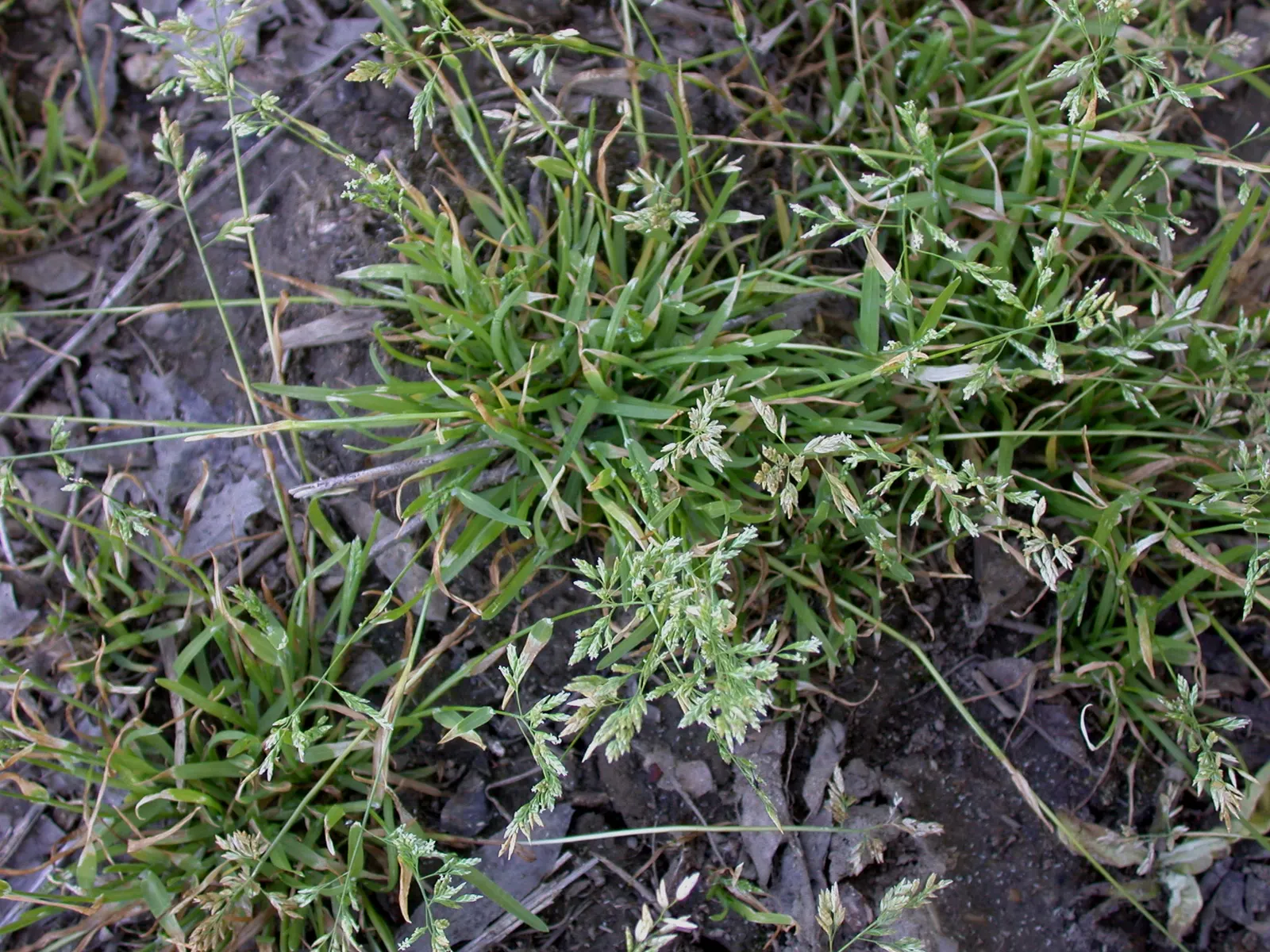 Bluegrass (Poa Annua) — Requires regular mowing to maintain a neat appearance in lawns and landscape designs