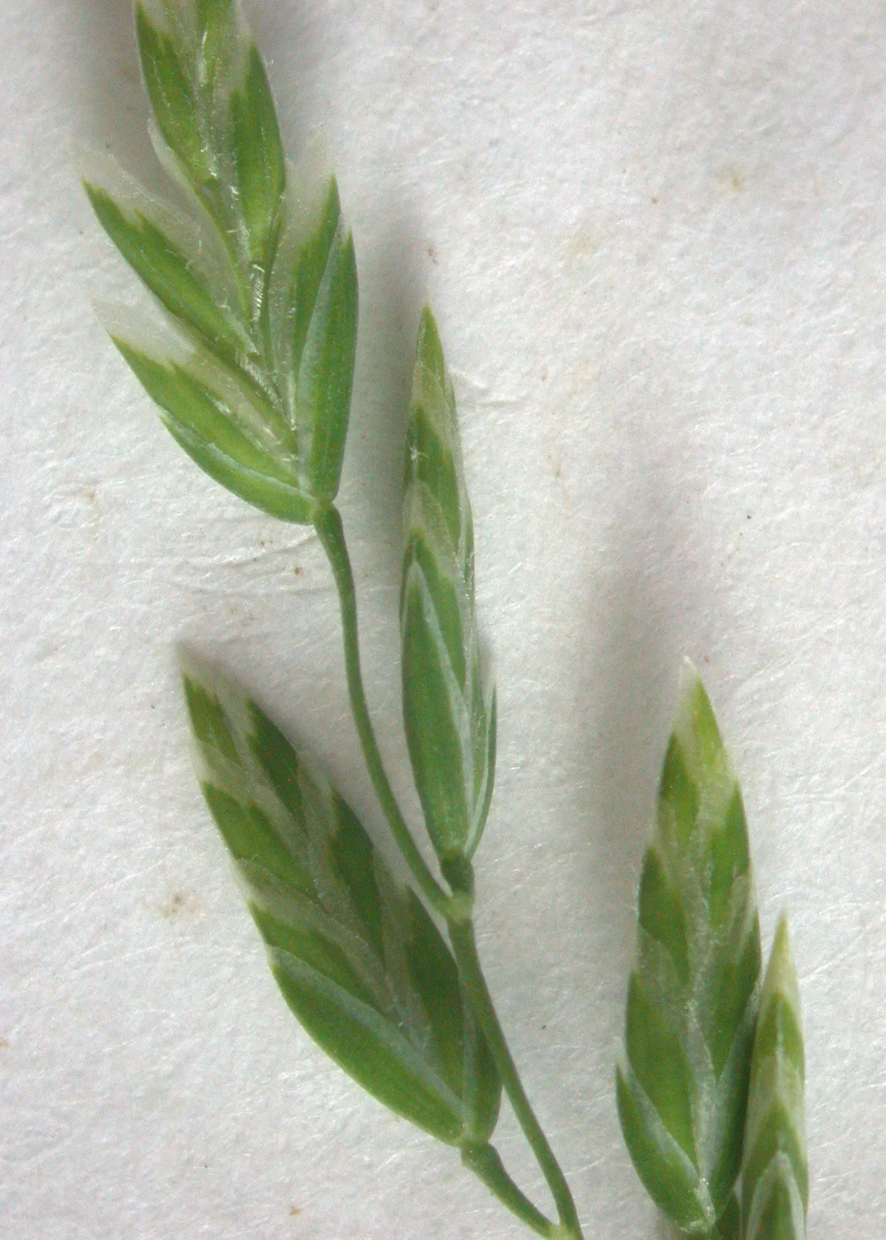 Bluegrass (Poa Annua) — as it may require regular overseeding in patchy areas due to its annual growth habit; poa annua, commonly known as Annual, image 88