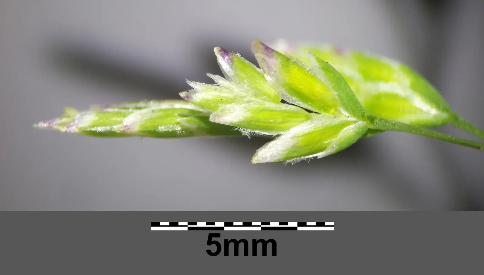 Bluegrass (Poa Annua) — The plant typically grows to a modest 6 inches in height; it flourishes in a wide range of soil conditions and has a, image 97