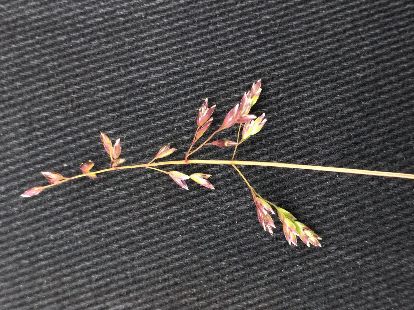 Bluegrass (Poa Annua) — It flourishes in a wide range of soil conditions and has a preference for moist, well-drained soils; with recommended, image 82
