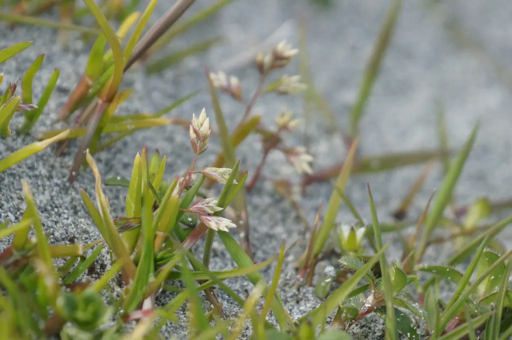 Bluegrass (Poa Annua) — bright-green leaves that offer a lush; rather than an unwelcome intruder, image 44
