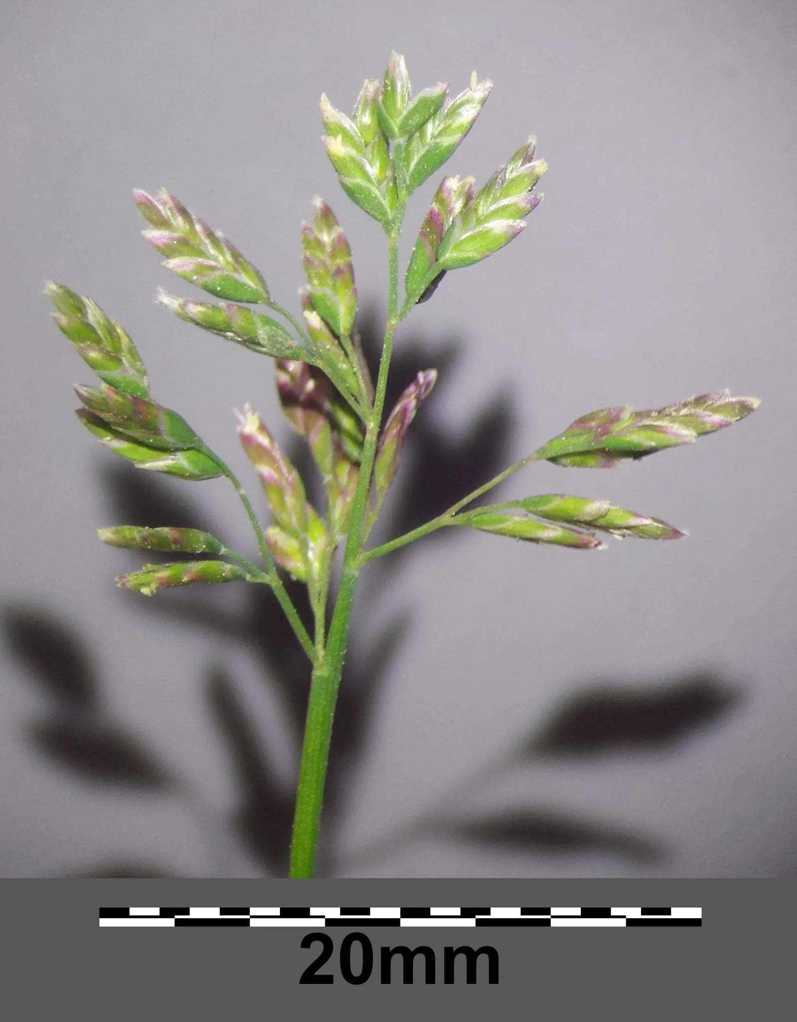 Bluegrass (Poa Annua) — bright-green leaves that offer a lush; rather than an unwelcome intruder, image 80