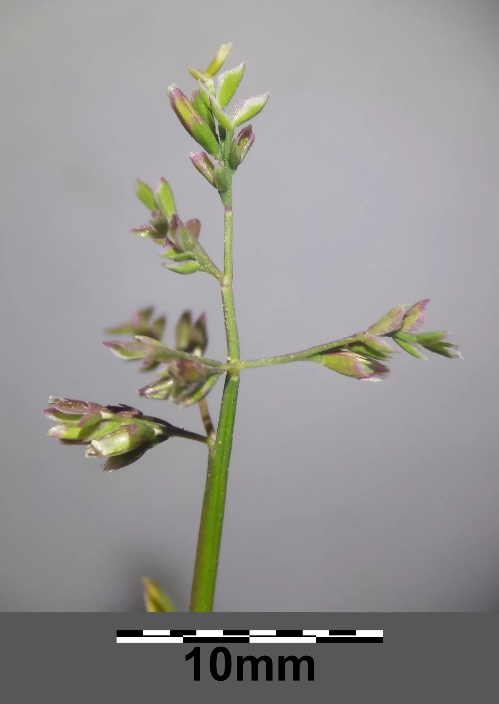 Bluegrass (Poa Annua) — it is capable of growing in both full sun and moderate shade; highly adaptable, it reaches 6 to 12 inches tall, featuring a, image 83