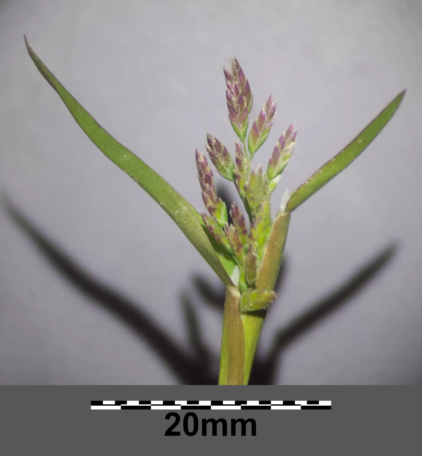 Bluegrass (Poa Annua) — bright-green leaves that offer a lush; rather than an unwelcome intruder, image 98