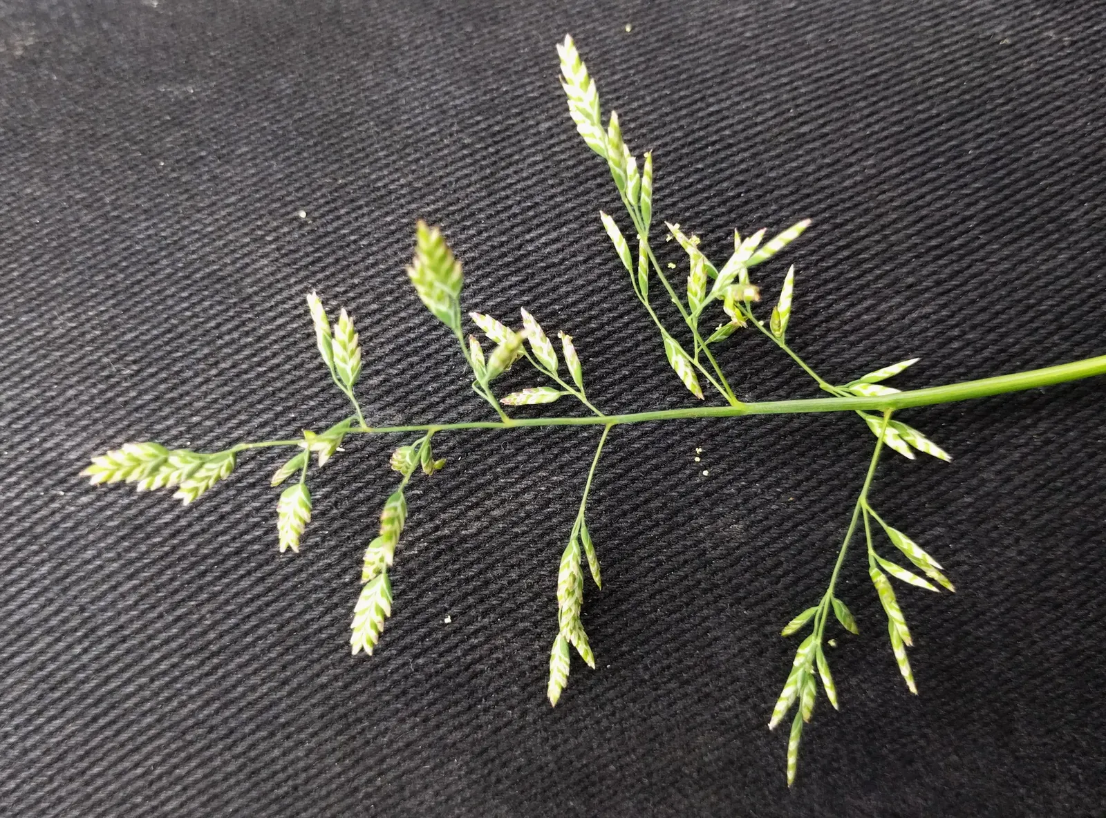 Bluegrass (Poa Annua) — with recommended heights between 1/2 inch to 1 1/2 inches for a manicured look; as it may require regular overseeding in patchy areas