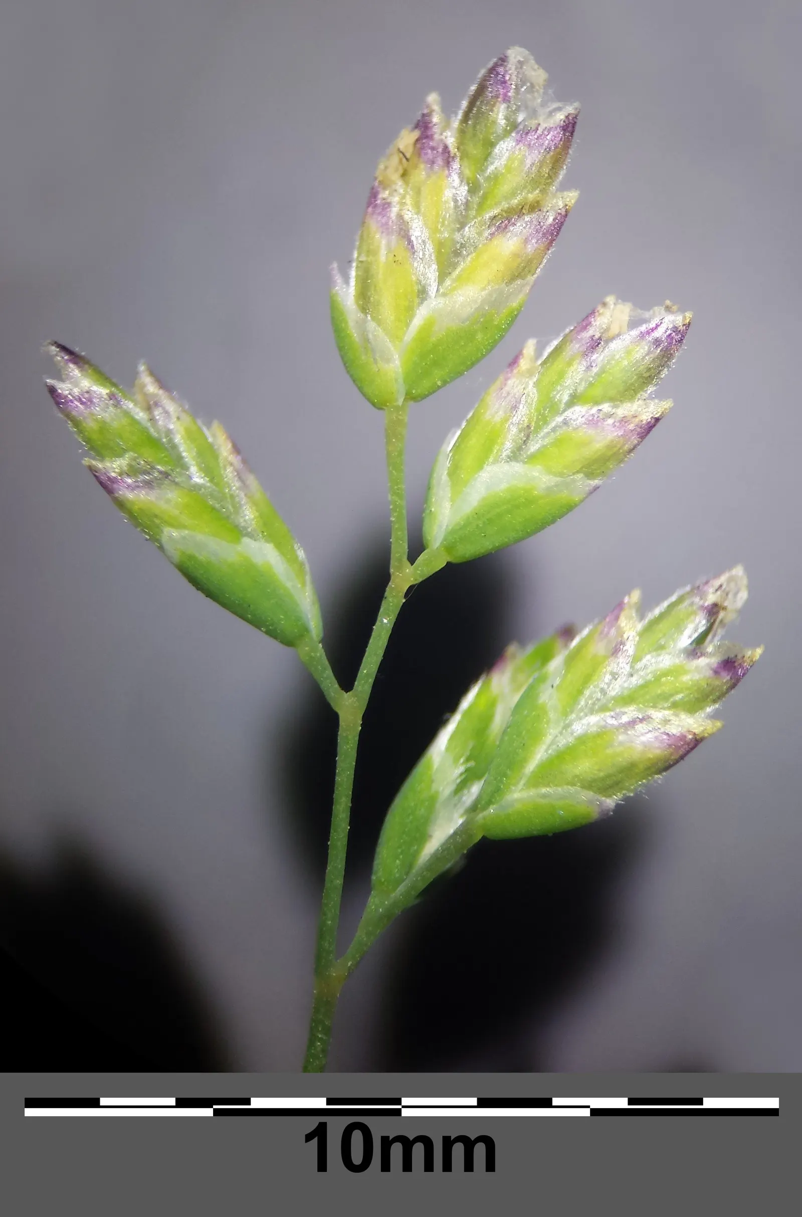 Bluegrass (Poa Annua) — Requires regular mowing to maintain a neat appearance in lawns and landscape designs; this grass is also known for its, image 95