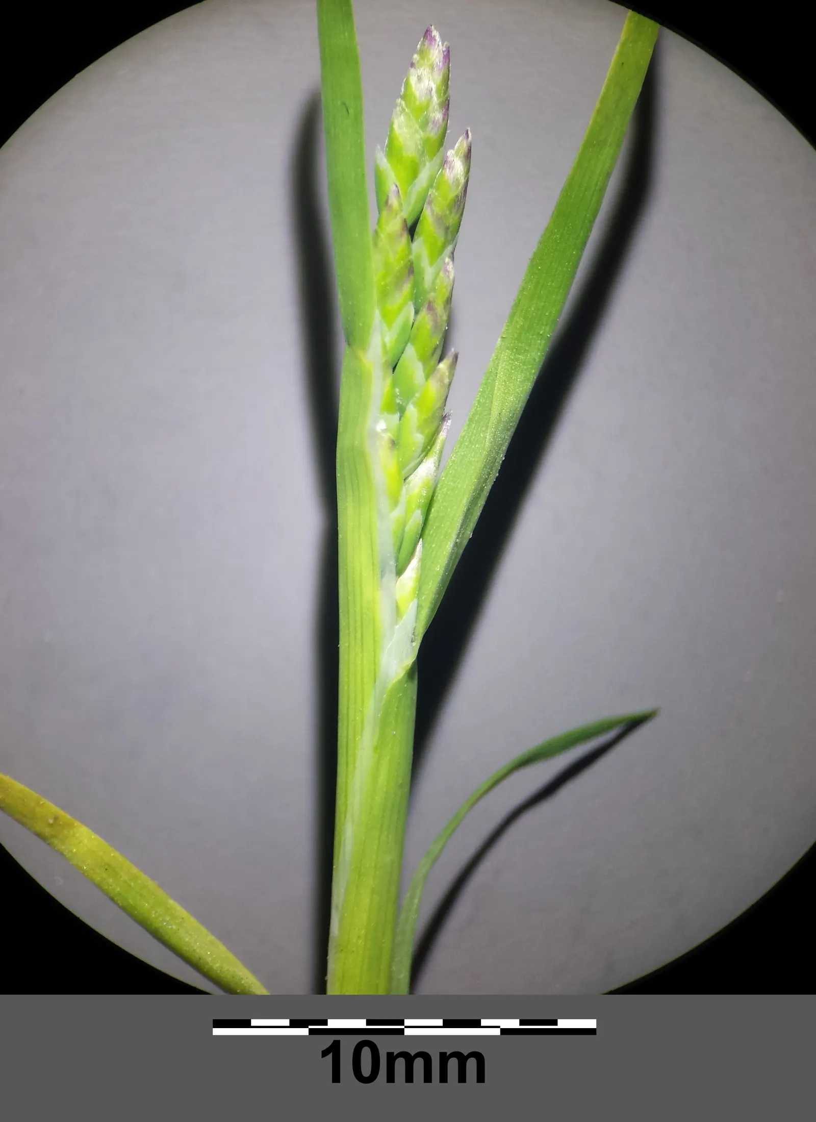Bluegrass (Poa Annua) — Preferring moist, fertile soils, it thrives in sun to partial shade; the plant typically grows to a modest 6 inches in, image 94