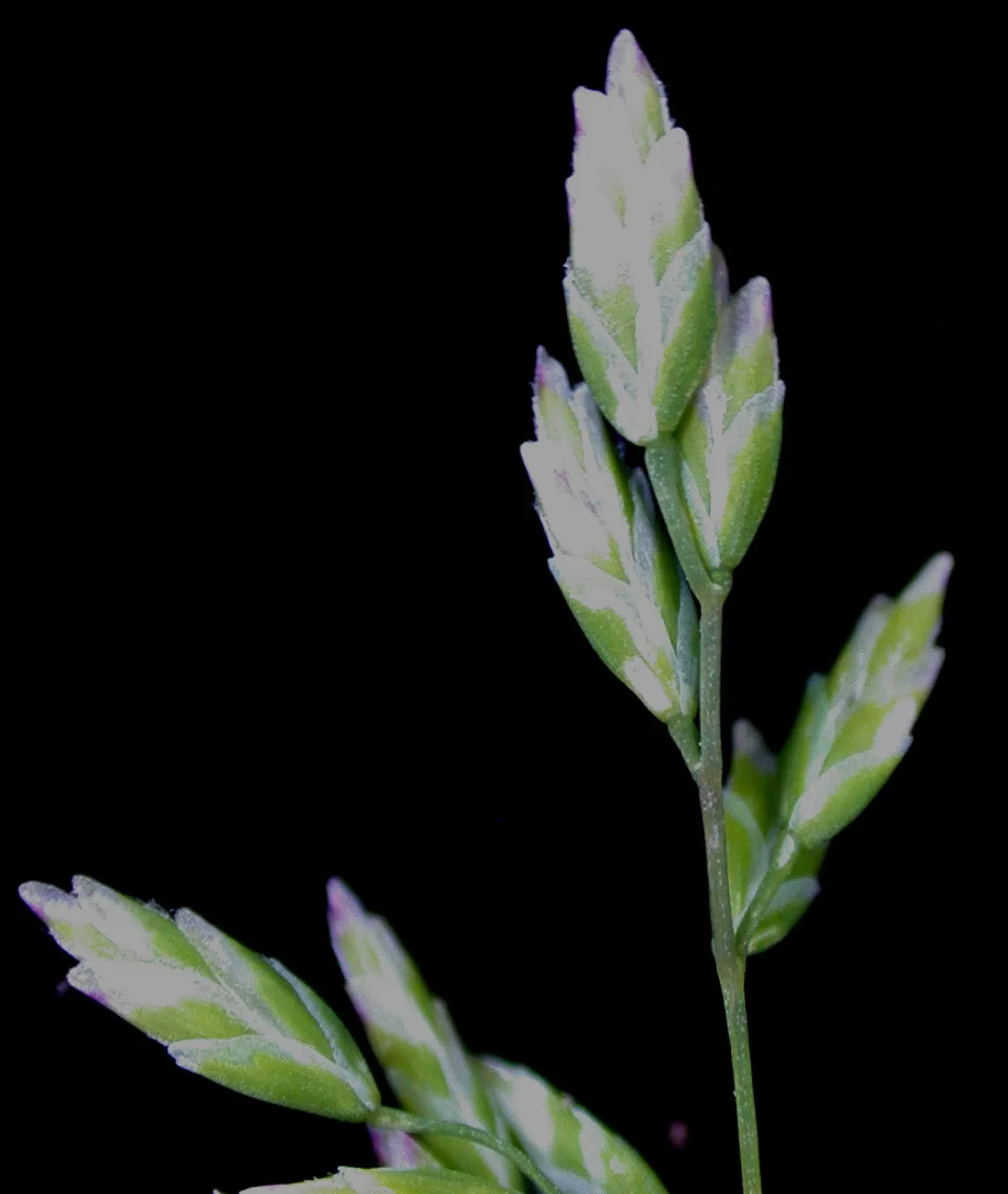 Bluegrass (Poa Annua) — grass / ground cover for full or half; considering the spread of Poa annua is crucial, image 90