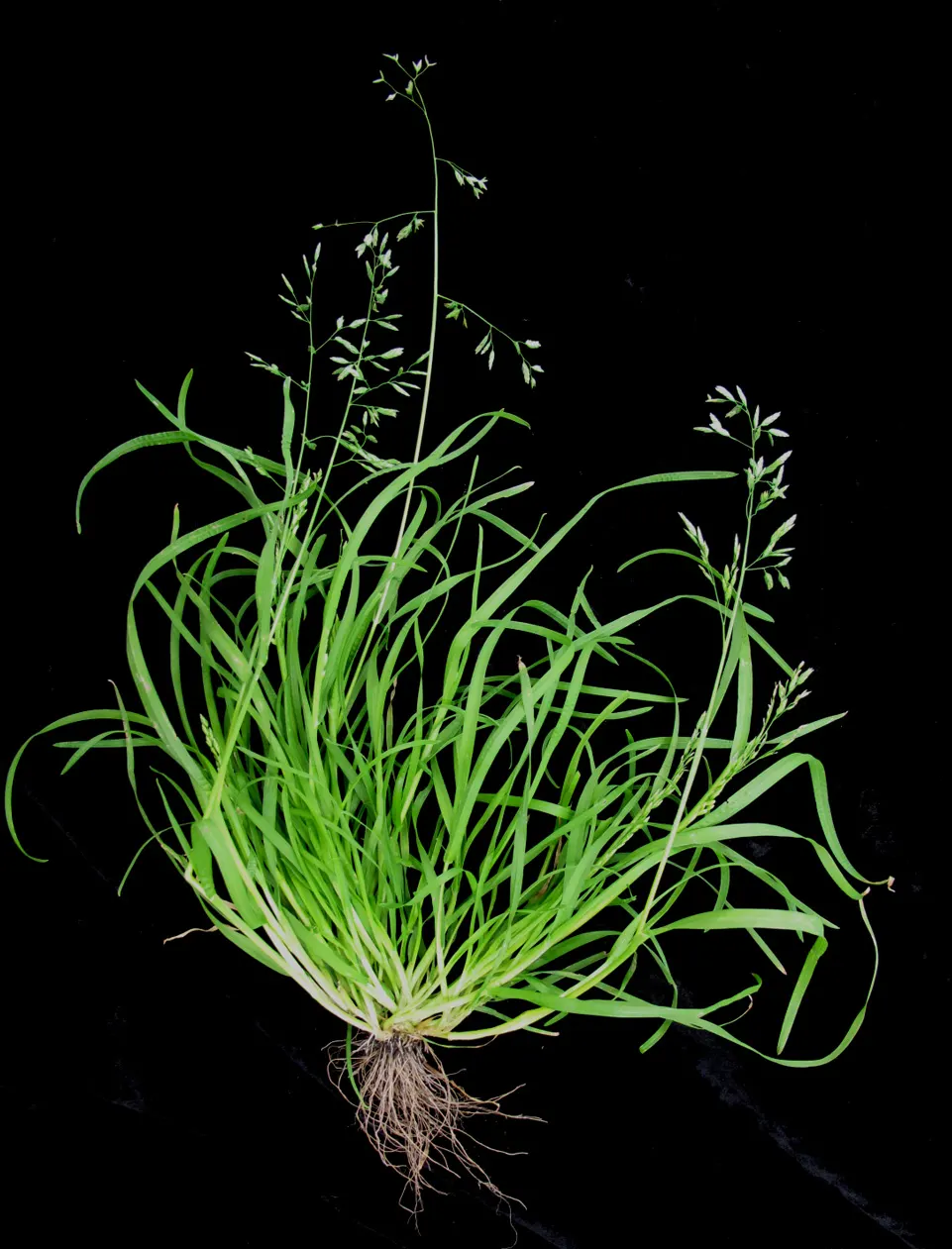 Bluegrass (Poa Annua) — bright-green leaves that offer a lush; rather than an unwelcome intruder