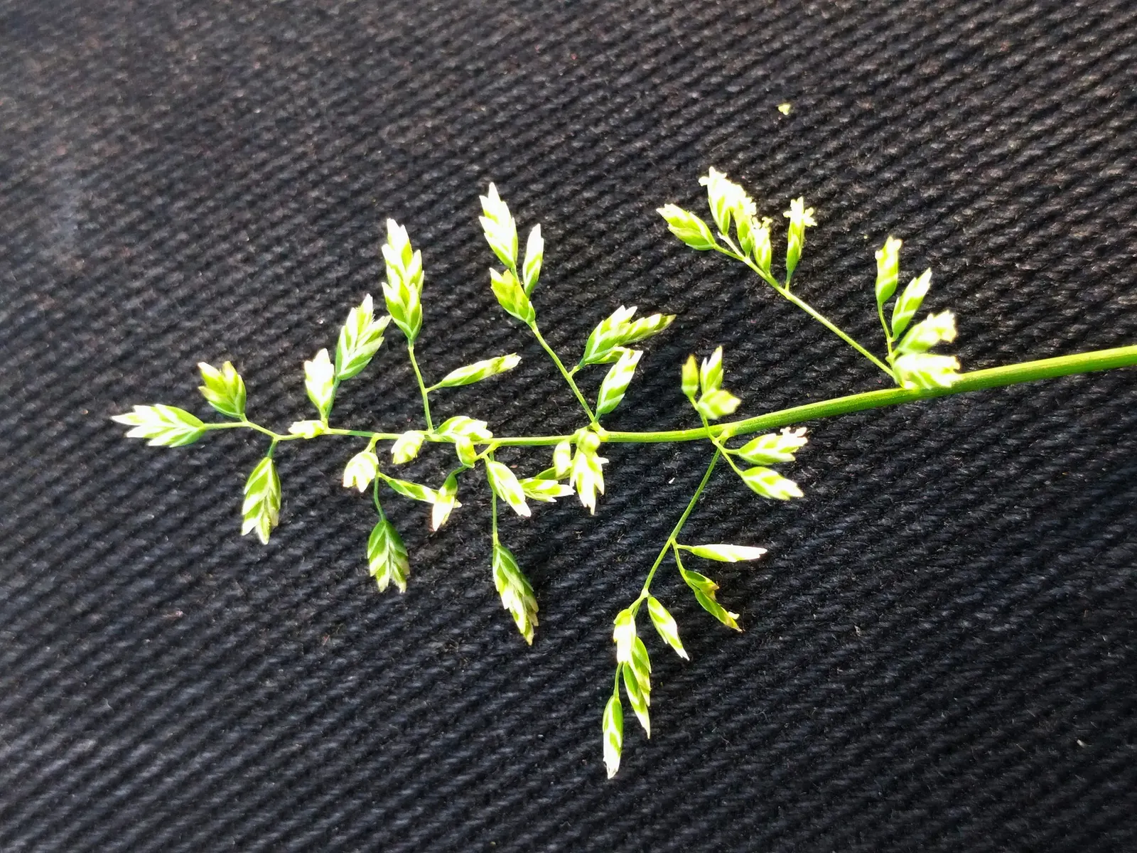 Bluegrass (Poa Annua) — Highly adaptable, it reaches 6 to 12 inches tall, featuring a bright green color and fine-textured blades; it is capable of, image 38