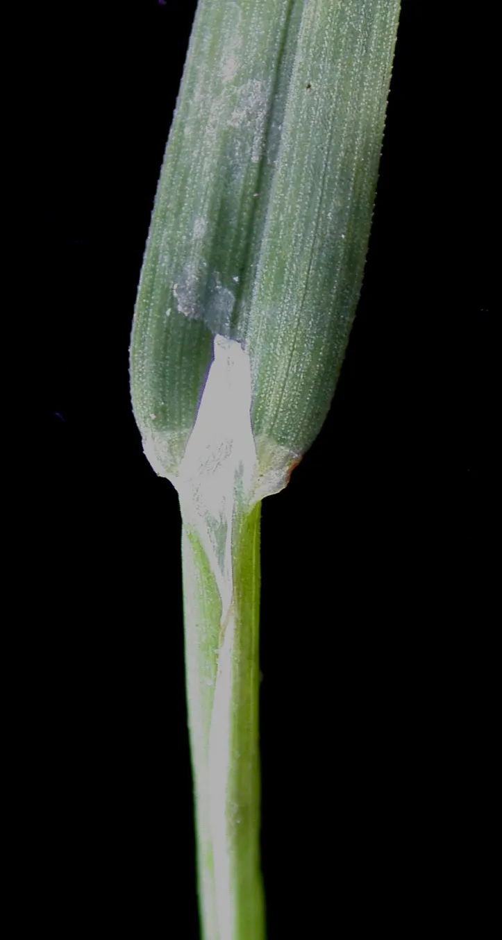 Bluegrass (Poa Annua) — considering the spread of Poa annua is crucial; making it versatile for various garden designs.<br><br>For those, image 87