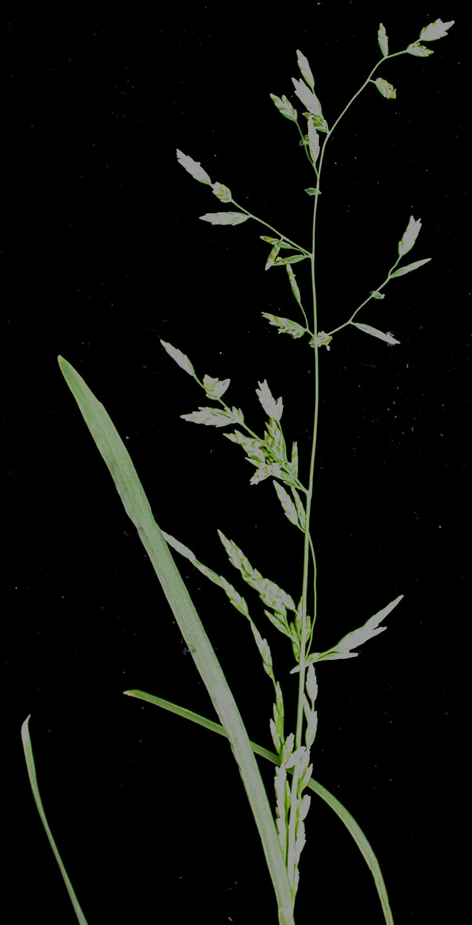 Bluegrass (Poa Annua) — which contributes to its invasive nature in certain landscapes; scientifically known as Poa annua, image 99
