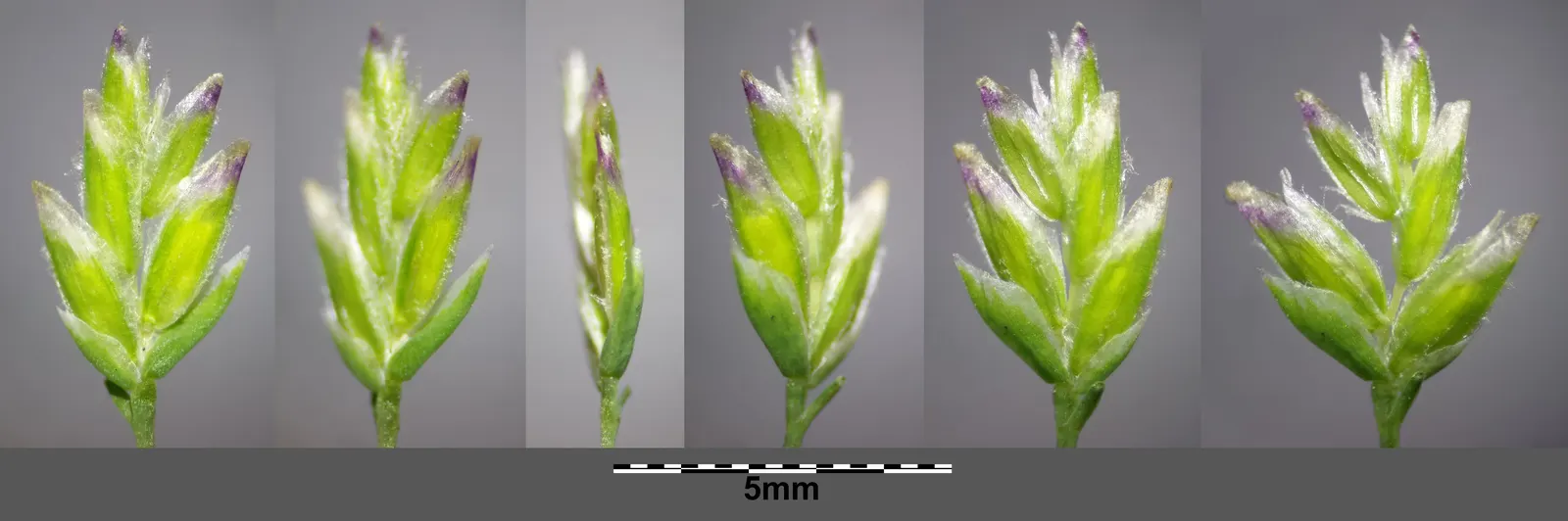 Bluegrass (Poa Annua) — It flourishes in a wide range of soil conditions and has a preference for moist, well-drained soils; with recommended, image 100