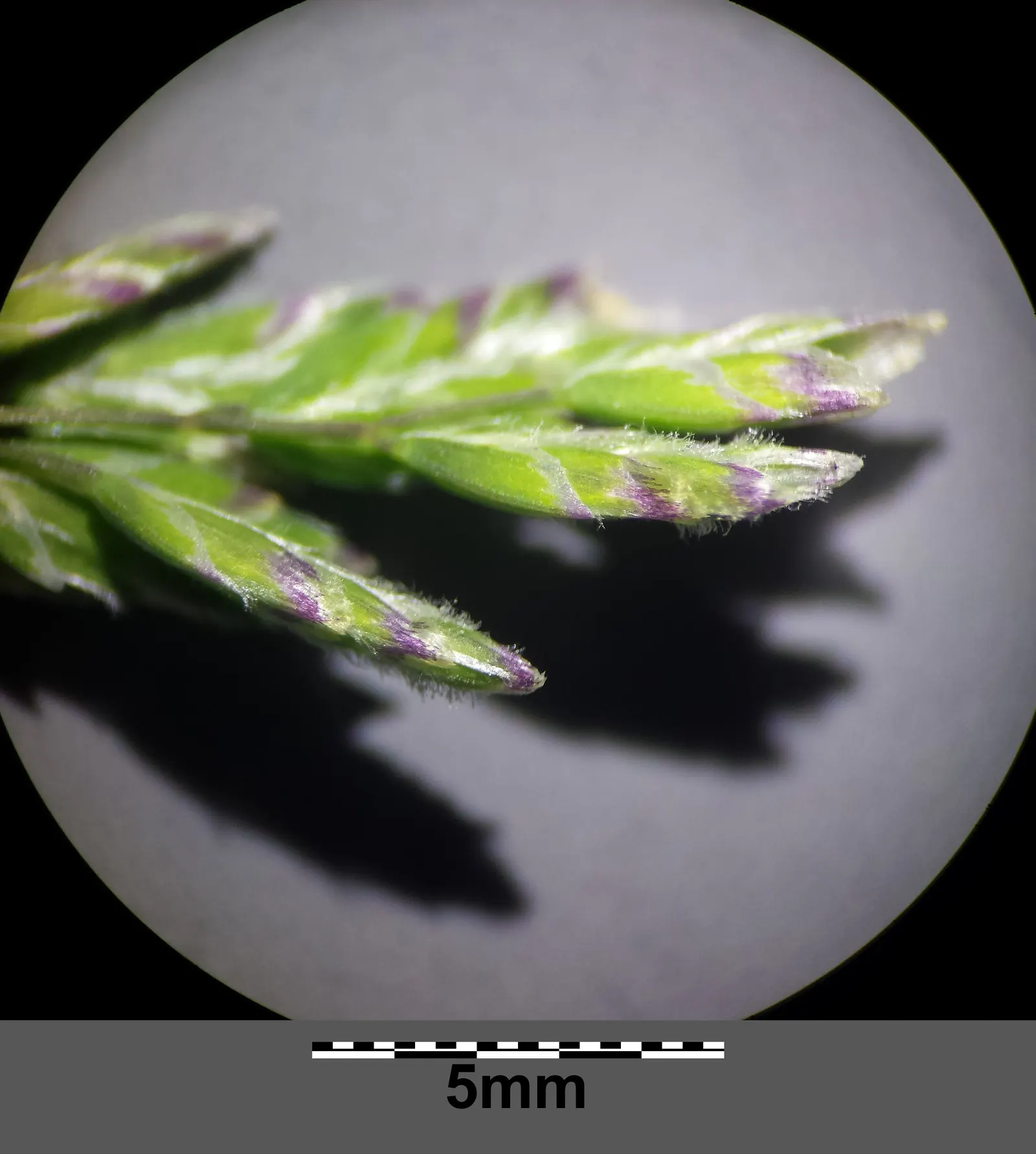 Bluegrass (Poa Annua) — with recommended heights between 1/2 inch to 1 1/2 inches for a manicured look; as it may require regular overseeding in, image 85