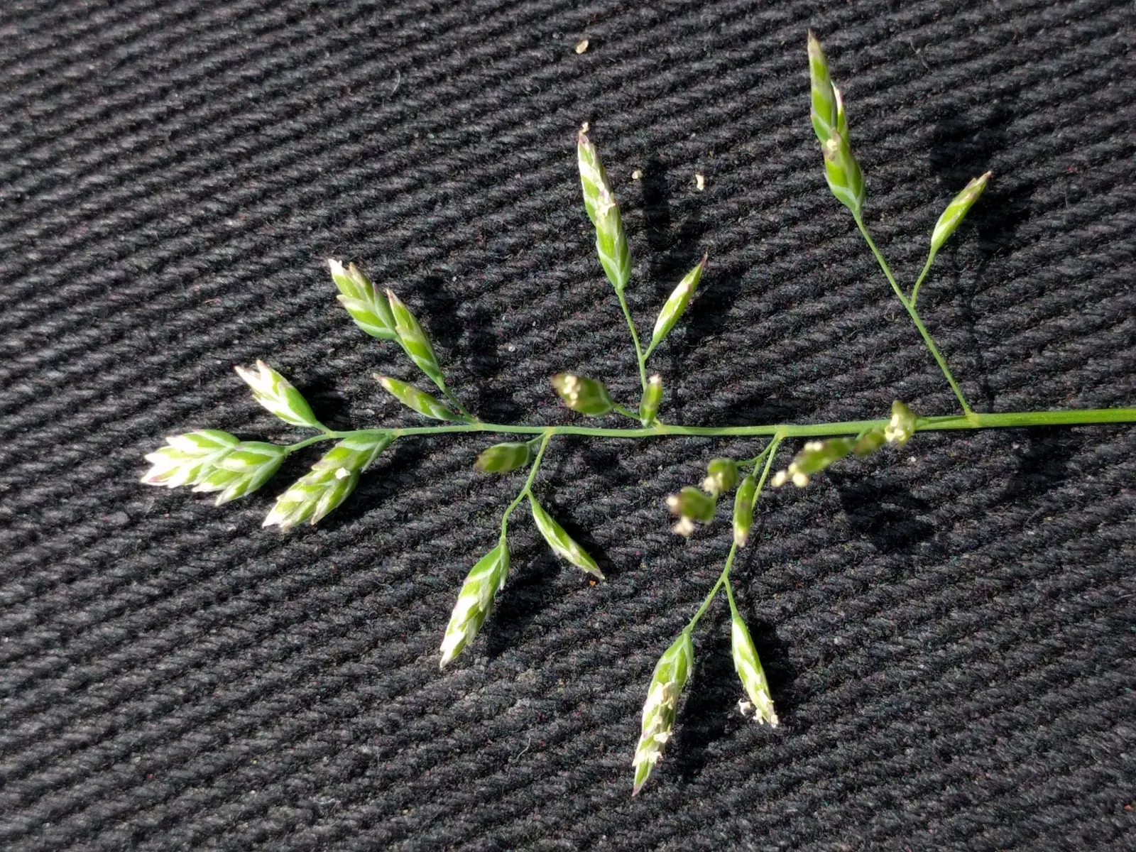 Bluegrass (Poa Annua) — The plant typically grows to a modest 6 inches in height; it flourishes in a wide range of soil conditions and has a, image 43