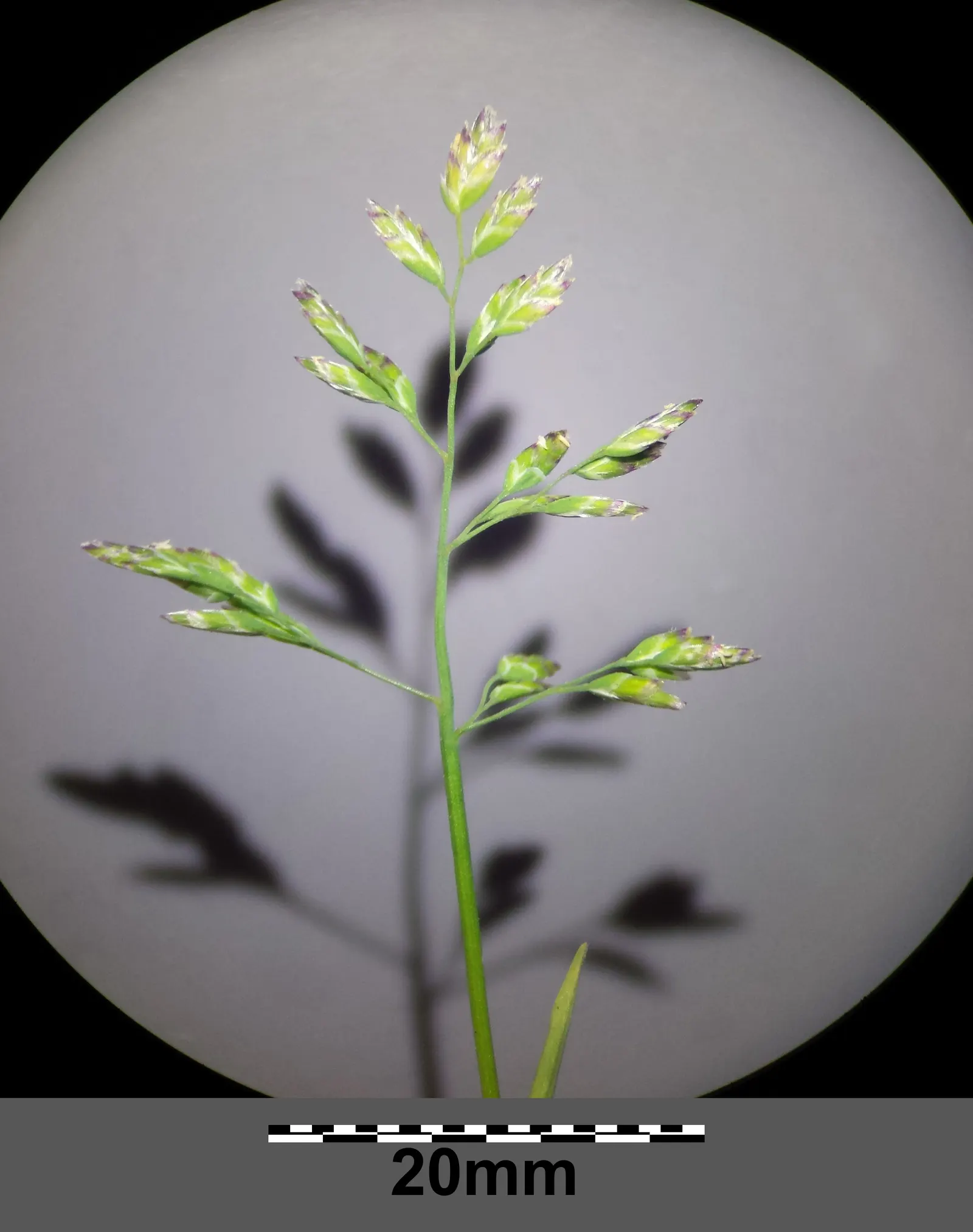 Bluegrass (Poa Annua) — scientifically known as Poa annua; its rapid growth and prolific seeding make it a temporary turfgrass or invasive weed, image 96