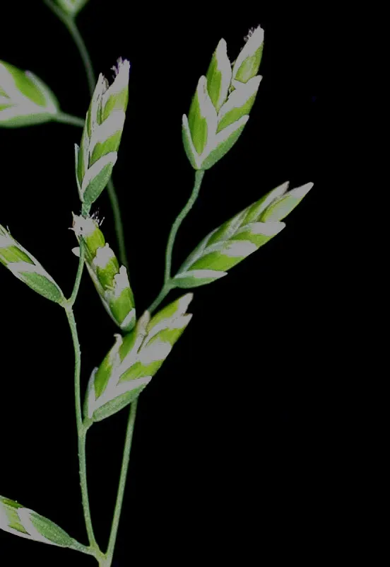 Bluegrass (Poa Annua) — rather than an unwelcome intruder; bright-green leaves that offer a lush