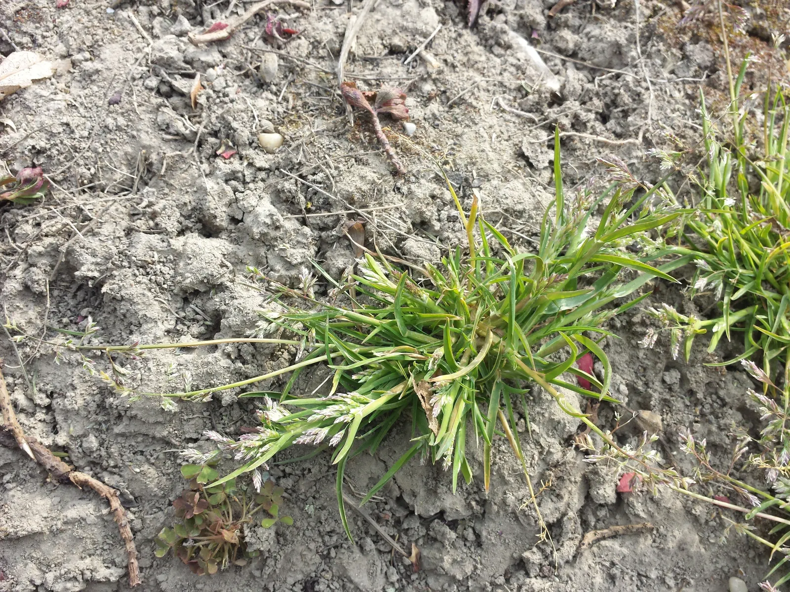 Bluegrass (Poa Annua) — which contributes to its invasive nature in certain landscapes; scientifically known as Poa annua, image 81