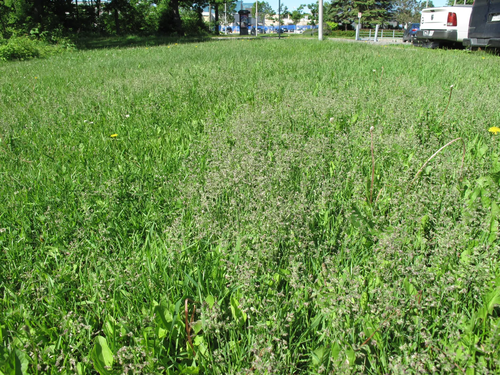 Bluegrass (Poa Annua) — Preferring moist, fertile soils, it thrives in sun to partial shade