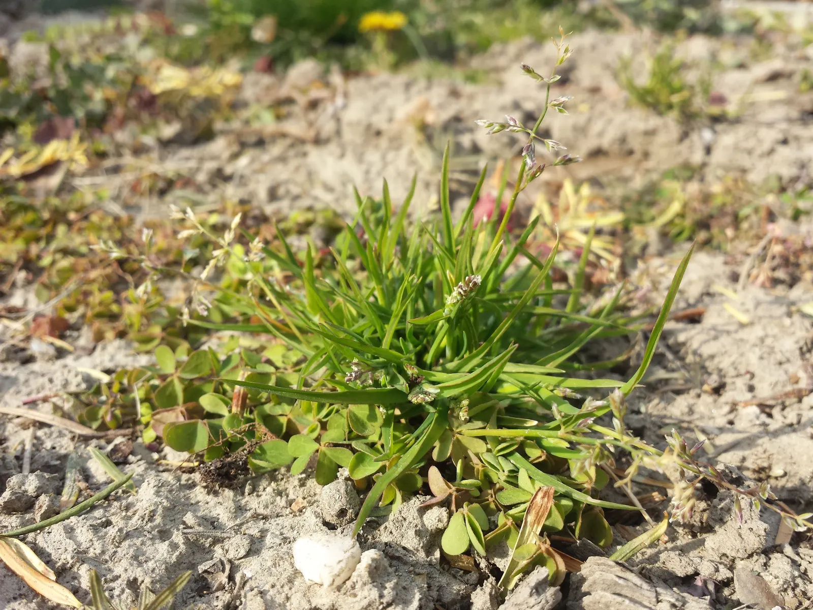 Bluegrass (Poa Annua) — grass / ground cover for full or half