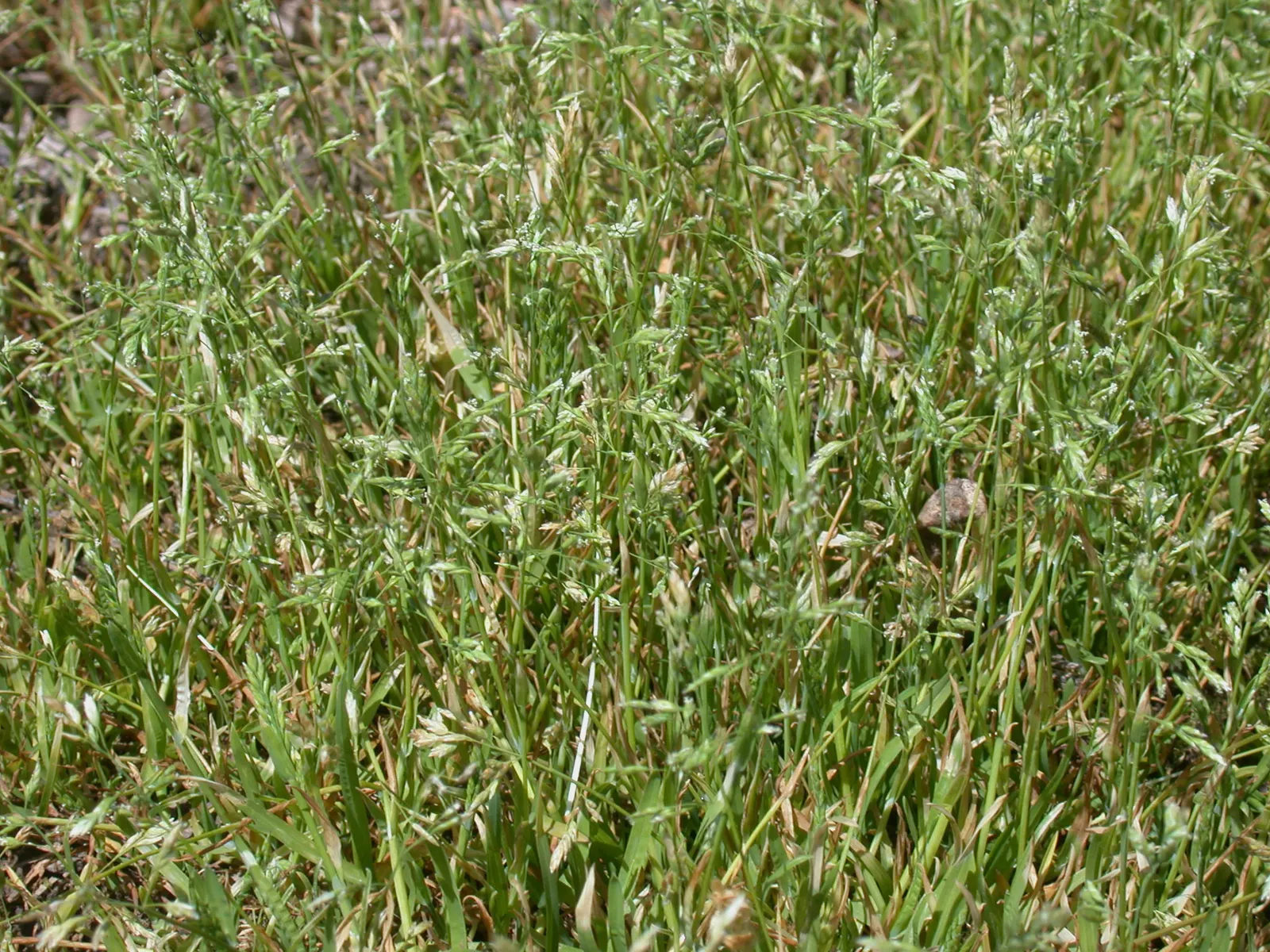 Bluegrass (Poa Annua) — Its rapid growth and prolific seeding make it a temporary turfgrass or invasive weed; grass / ground cover for full or half, image 93