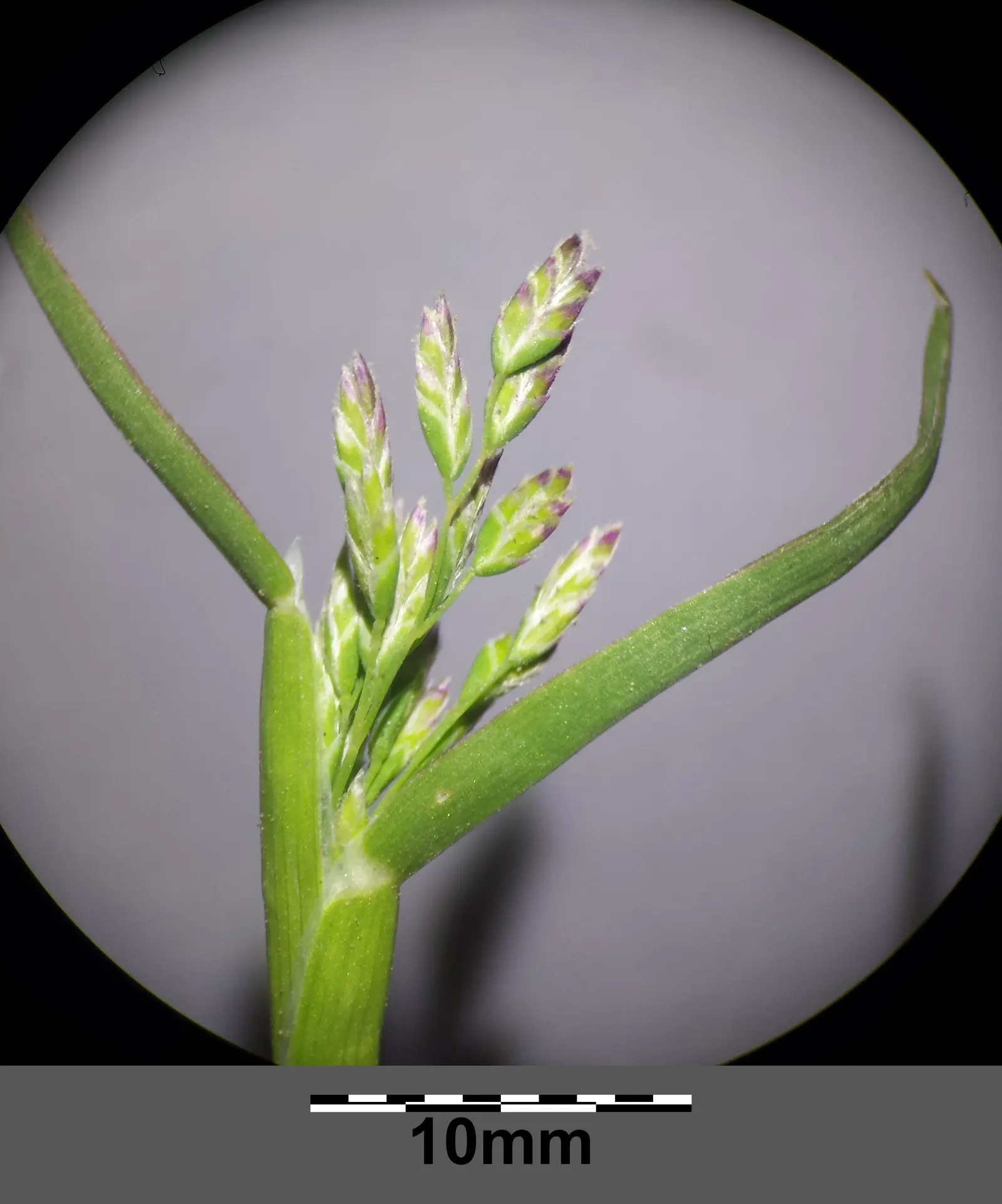 Bluegrass (Poa Annua) — Its rapid growth and prolific seeding make it a temporary turfgrass or invasive weed; grass / ground cover for full or half, image 39