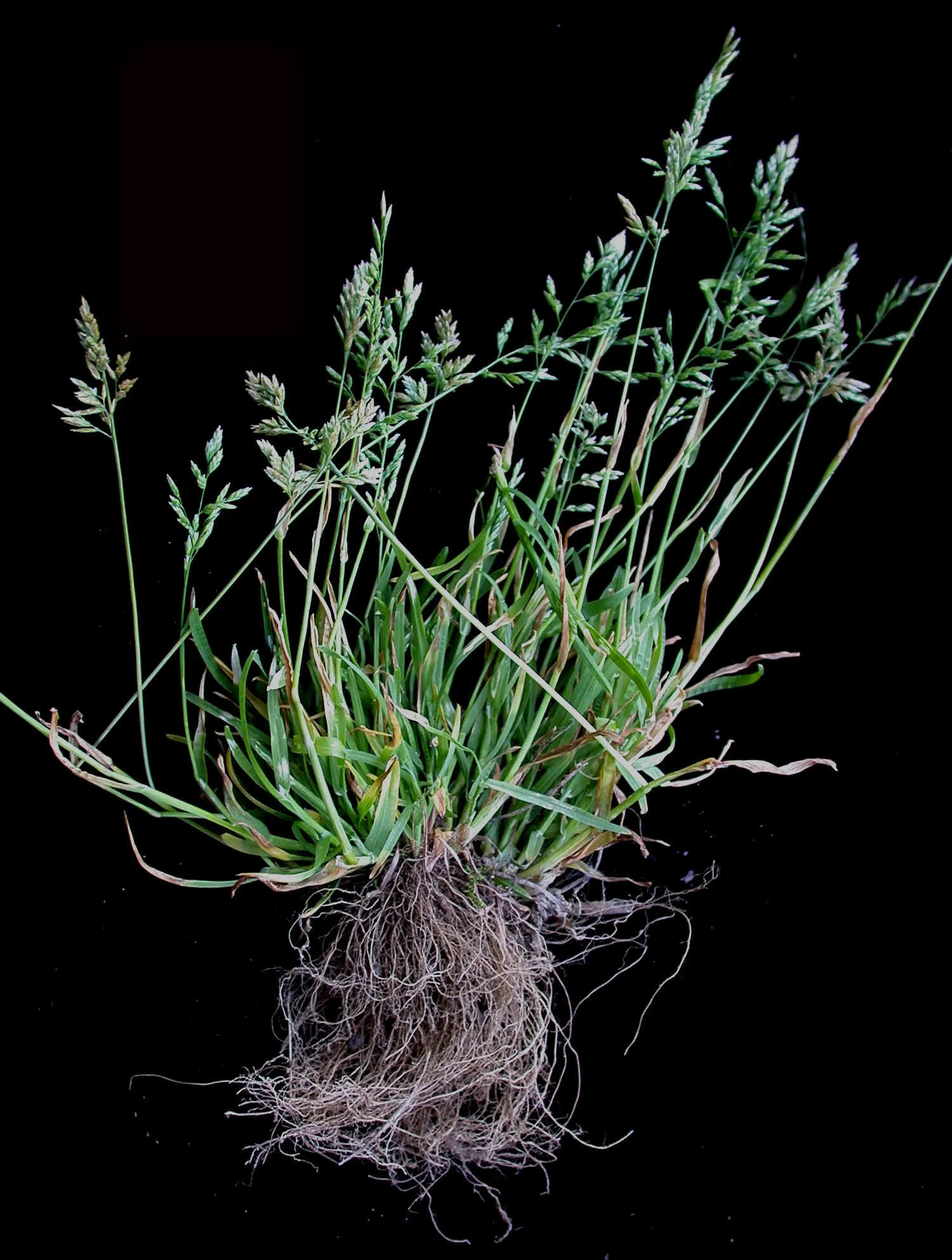 Bluegrass (Poa Annua) — Highly adaptable, it reaches 6 to 12 inches tall, featuring a bright green color and fine-textured blades; it is capable of, image 92