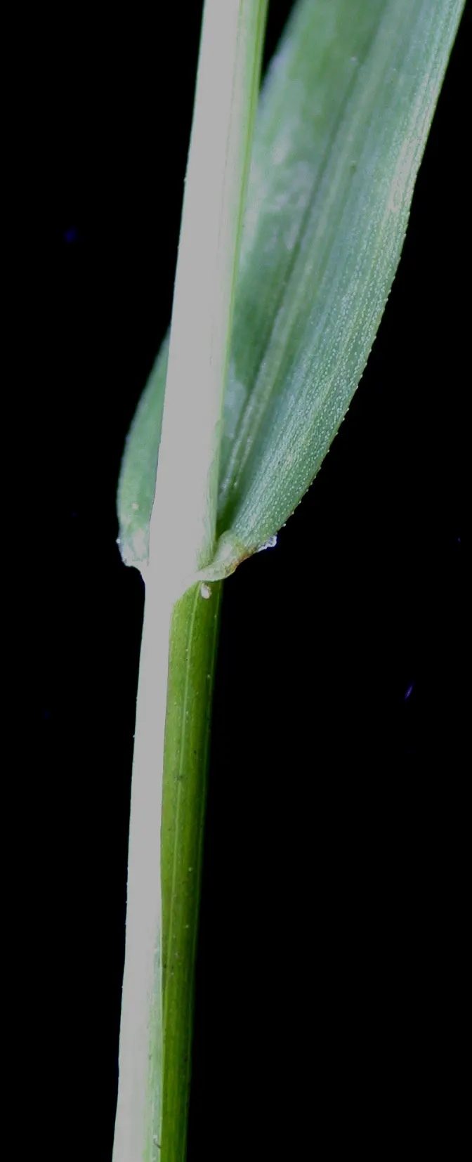 Bluegrass (Poa Annua) — rather than an unwelcome intruder; bright-green leaves that offer a lush, image 89