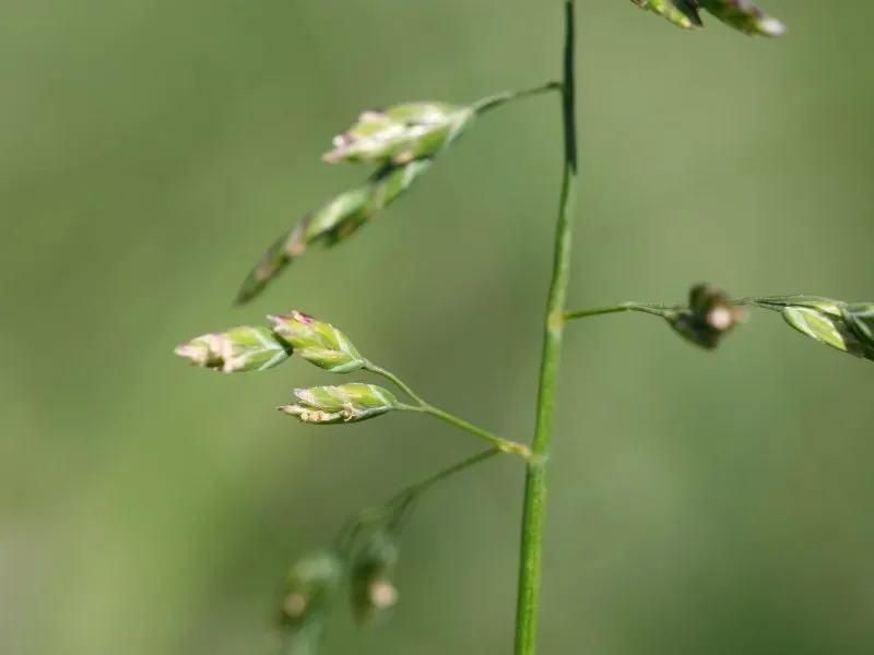 Bluegrass (Poa Annua) — with recommended heights between 1/2 inch to 1 1/2 inches for a manicured look; as it may require regular overseeding in, image 49