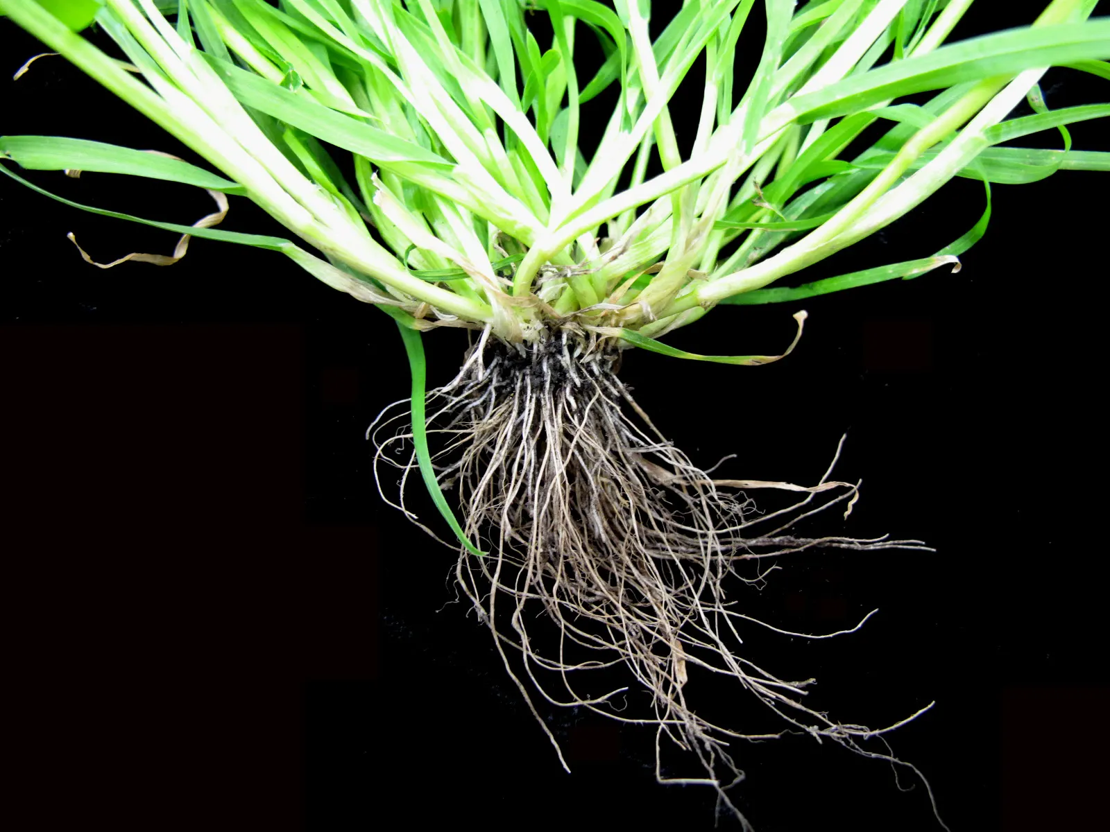 Bluegrass (Poa Annua) — making it versatile for various garden designs.<br><br>For those incorporating Poa annua into the landscape; which, image 84