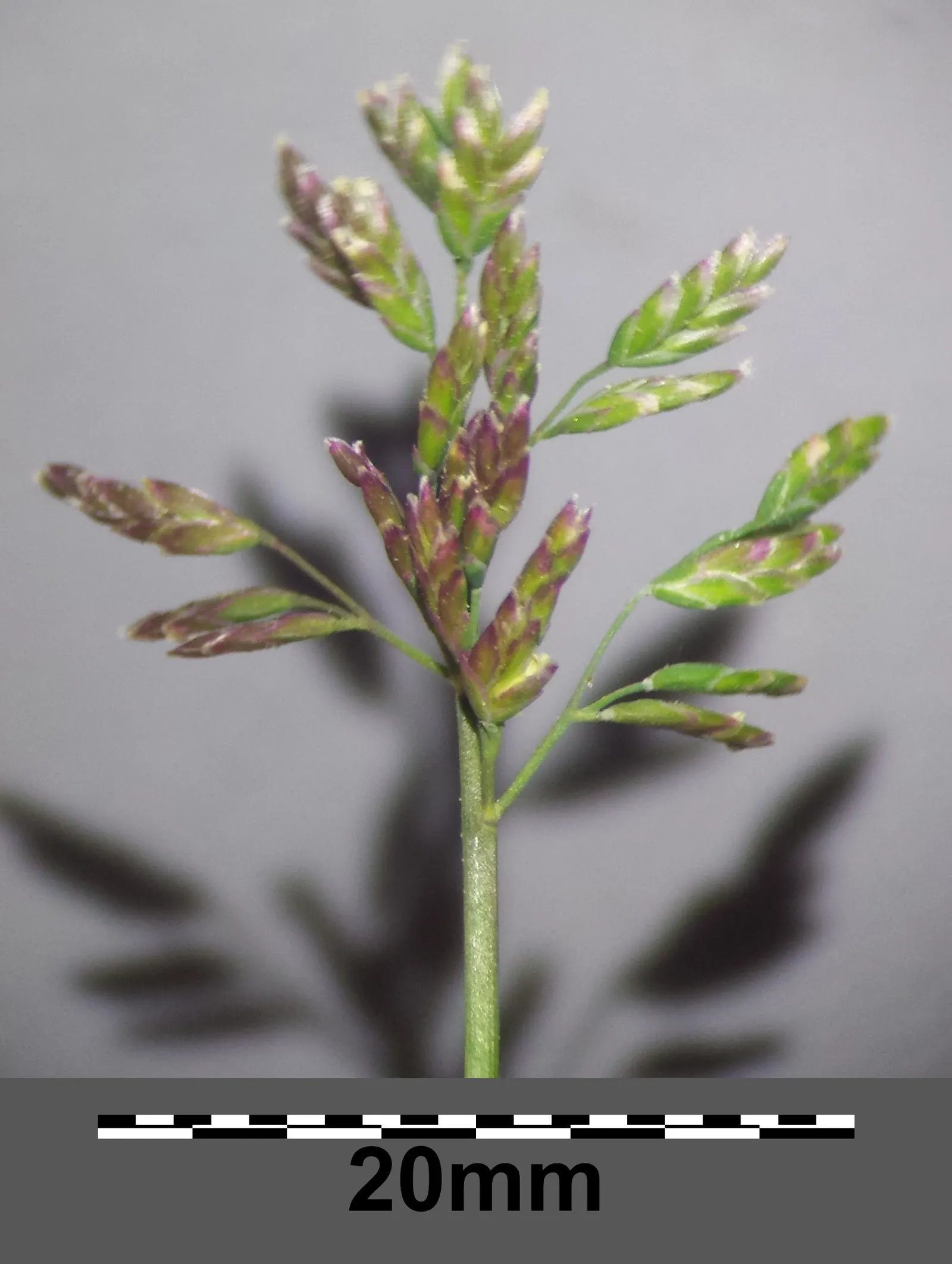 Bluegrass (Poa Annua) — Poa annua, commonly known as Annual Bluegrass, is a ubiquitous cool-season grass; preferring moist, fertile soils, it, image 91