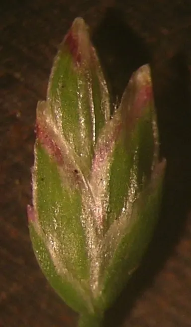 Bluegrass (Poa Annua) — scientifically known as Poa annua; its rapid growth and prolific seeding make it a temporary turfgrass or invasive weed, image 60