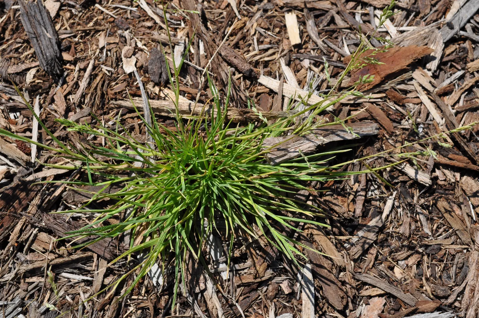 Bluegrass (Poa Annua) — which contributes to its invasive nature in certain landscapes; scientifically known as Poa annua, image 45