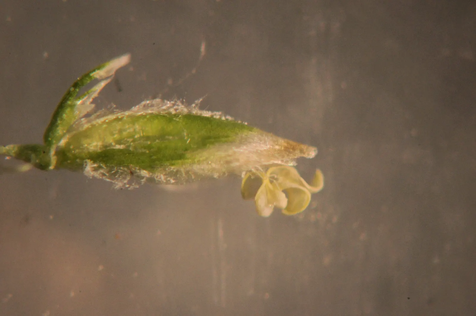 Bluegrass (Poa Annua) — bright-green leaves that offer a lush