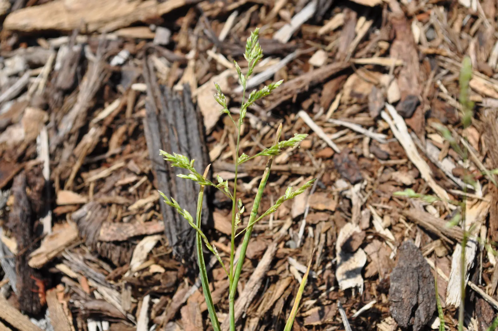 Bluegrass (Poa Annua) — which contributes to its invasive nature in certain landscapes; scientifically known as Poa annua, image 63