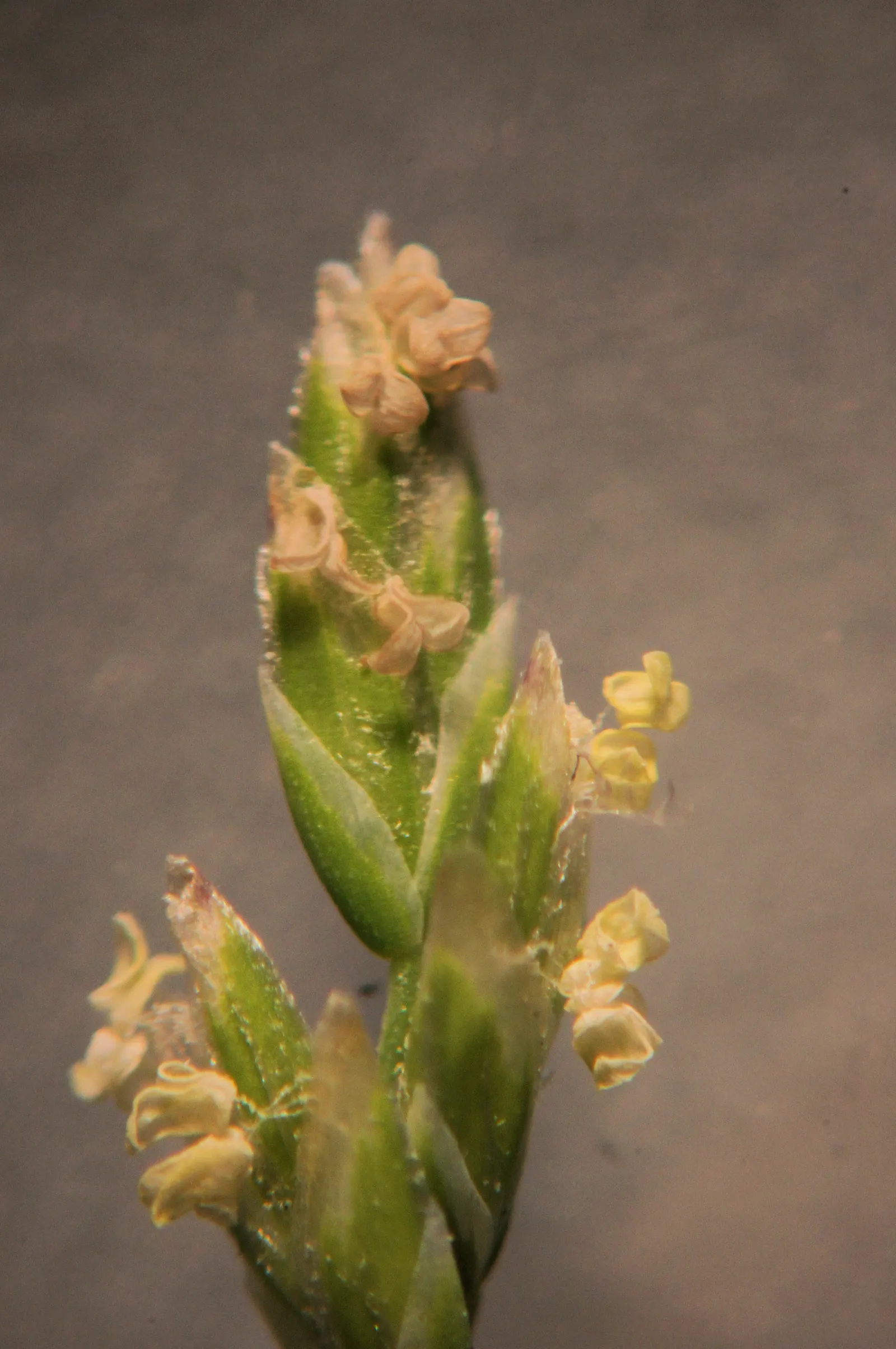 Bluegrass (Poa Annua) — Preferring moist, fertile soils, it thrives in sun to partial shade; the plant typically grows to a modest 6 inches in height