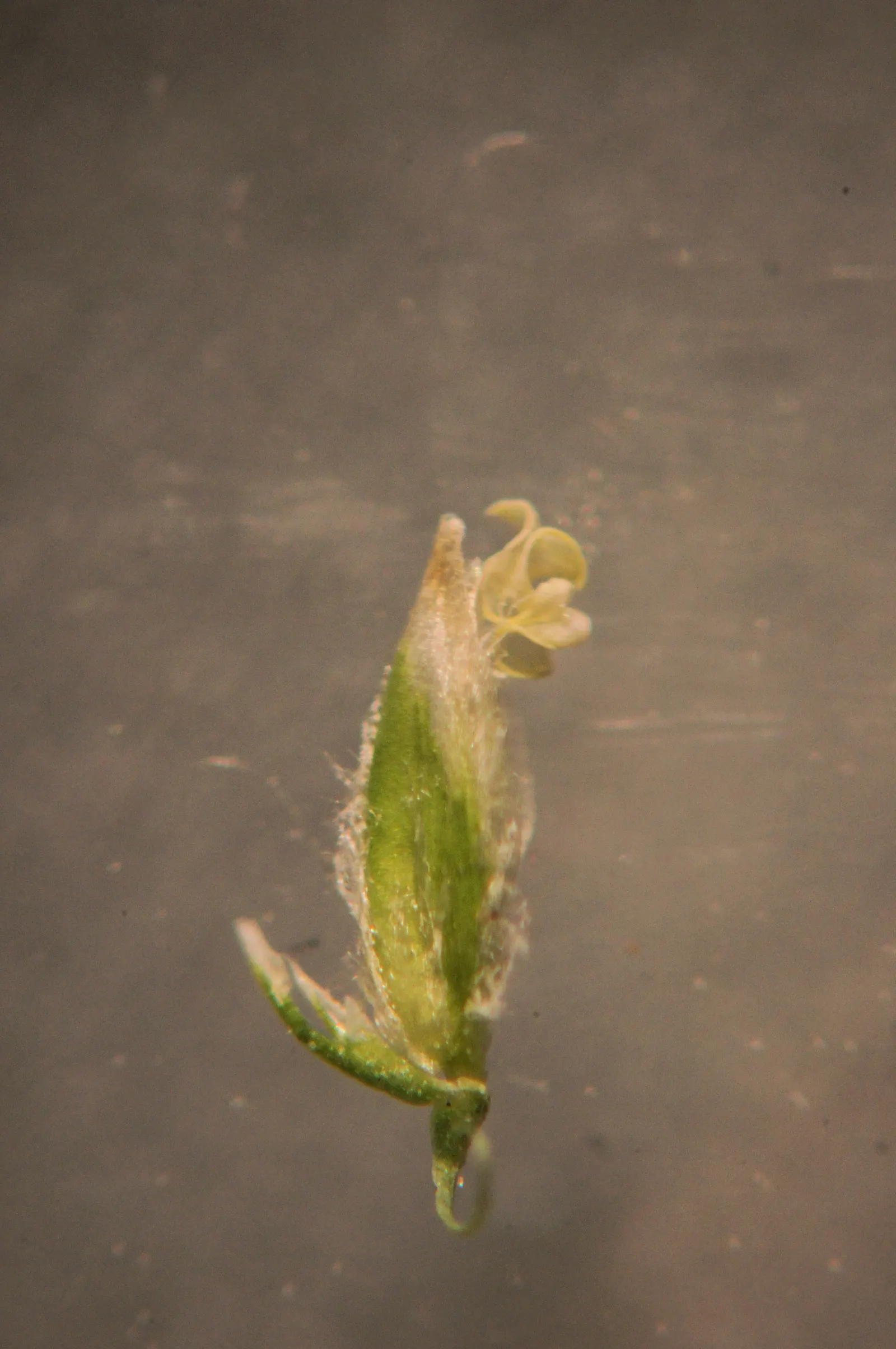 Bluegrass (Poa Annua) — scientifically known as Poa annua
