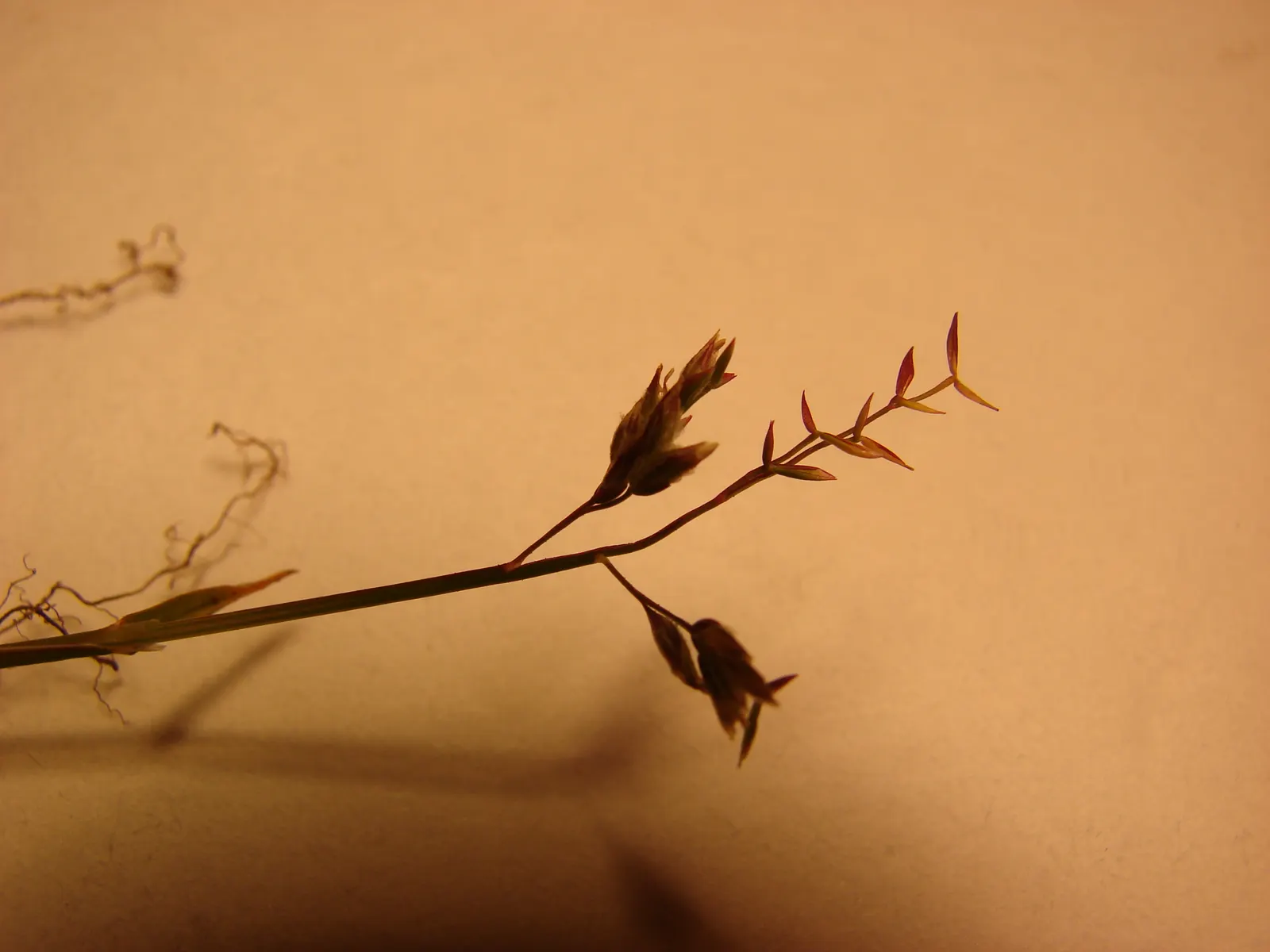 Bluegrass (Poa Annua) — The plant typically grows to a modest 6 inches in height; it flourishes in a wide range of soil conditions and has a preference for