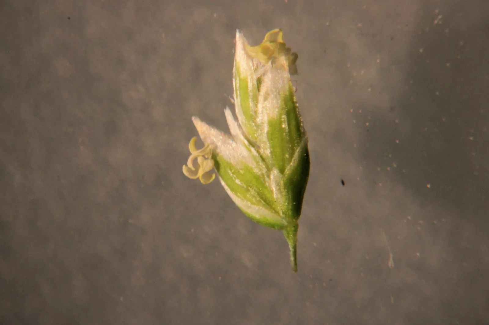 Bluegrass (Poa Annua) — bright-green leaves that offer a lush; rather than an unwelcome intruder, image 62