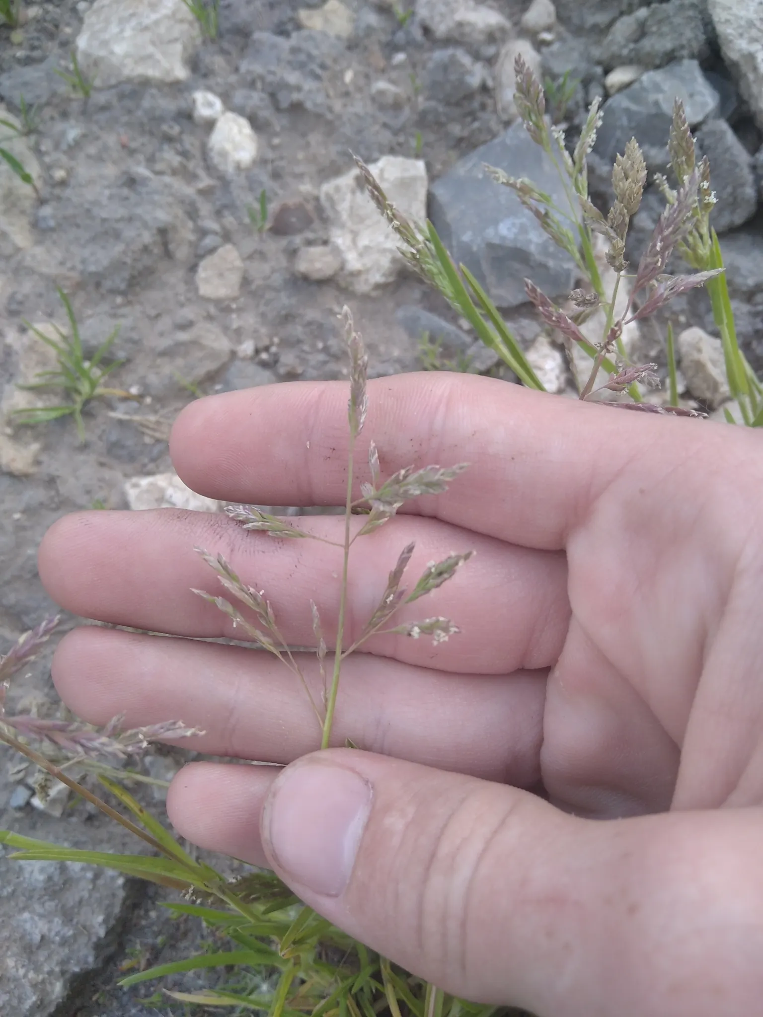 Bluegrass (Poa Annua) — Highly adaptable, it reaches 6 to 12 inches tall, featuring a bright green color and fine-textured blades; it is capable of growing in