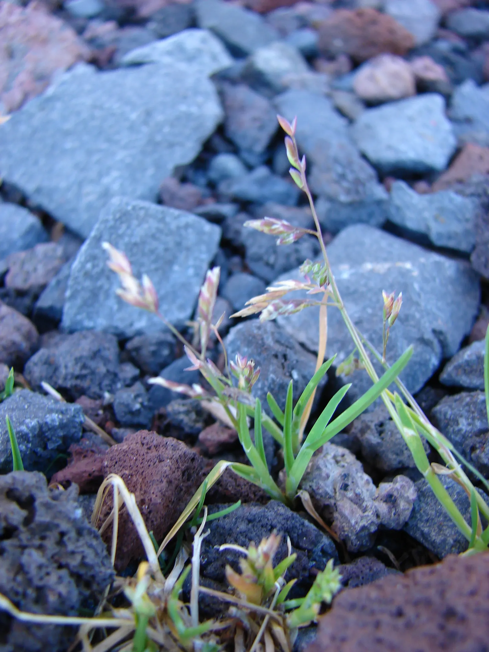 Bluegrass (Poa Annua) — The plant typically grows to a modest 6 inches in height; it flourishes in a wide range of soil conditions and has a, image 79