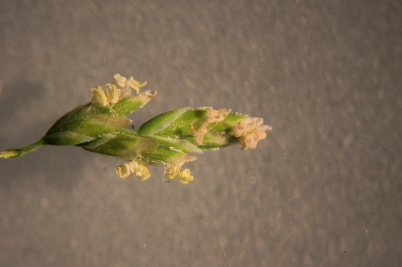 Bluegrass (Poa Annua) — Its rapid growth and prolific seeding make it a temporary turfgrass or invasive weed; grass / ground cover for full or half, image 57