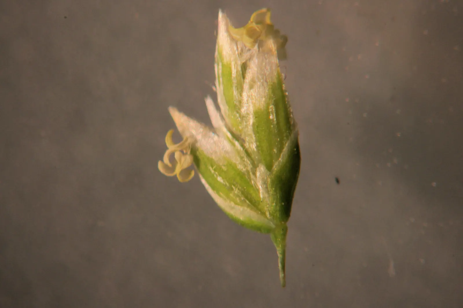 Bluegrass (Poa Annua) — Requires regular mowing to maintain a neat appearance in lawns and landscape designs; this grass is also known for its, image 41