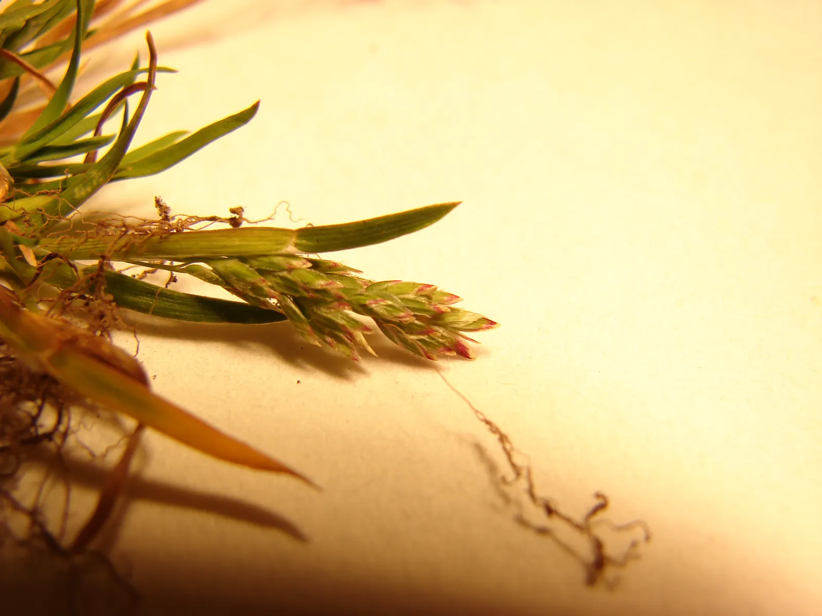 Bluegrass (Poa Annua) — making it versatile for various garden designs.<br><br>For those incorporating Poa annua into the landscape; which contributes to its